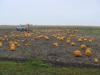 A view of the Yankton Garden pumpkin patch