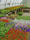 Inmates grow bedding plants for use by state government agencies in a greenhouse